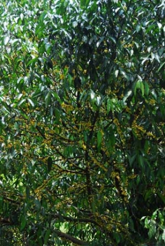 Stelechocarpus burahol 