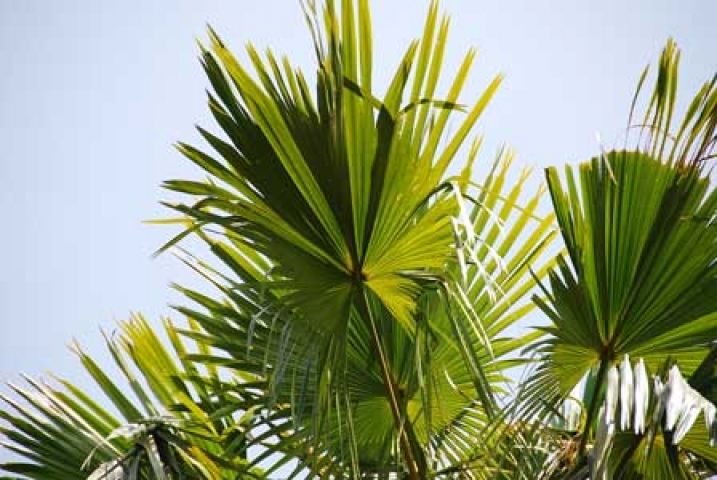 Livistona rotundifolia 