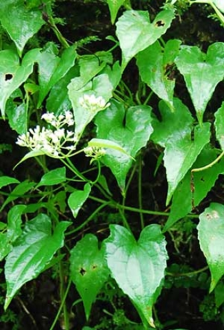 Mikania micrantha 