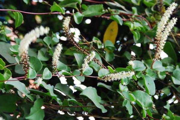 Anredera cordifolia 