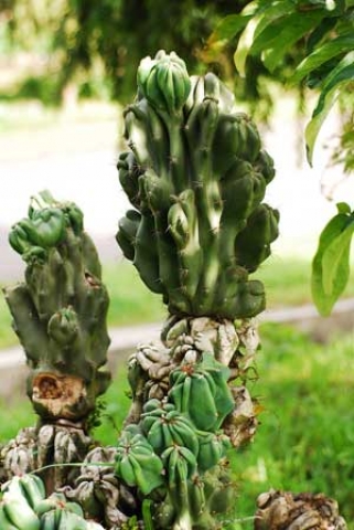 Cereus peruvianus var. monstrosus