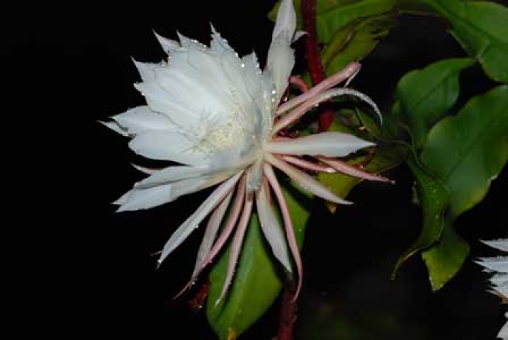 Epiphyllum oxypetalum 