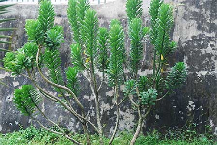Euphorbia antiquarum 