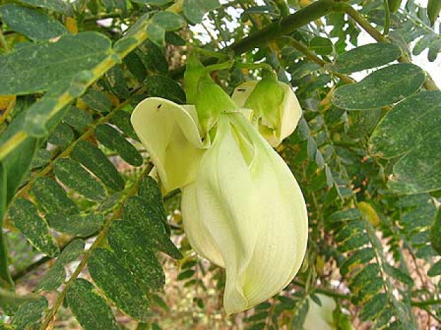 Sesbania grandiflora 