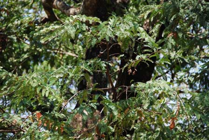 Tamarindus indica 