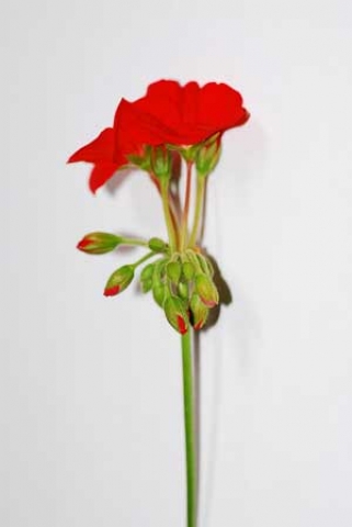 Pelargonium x hortorum 
