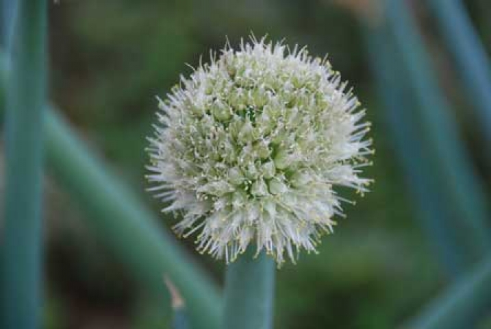 Allium porrum 