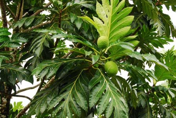 Artocarpus altilis 