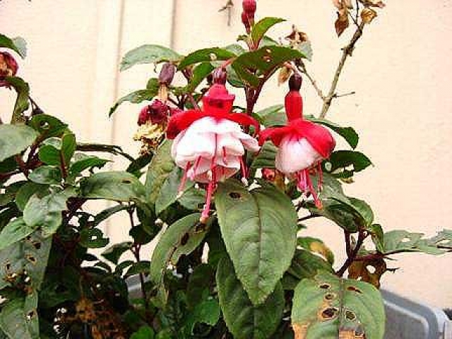 Fuchsia speciosa 