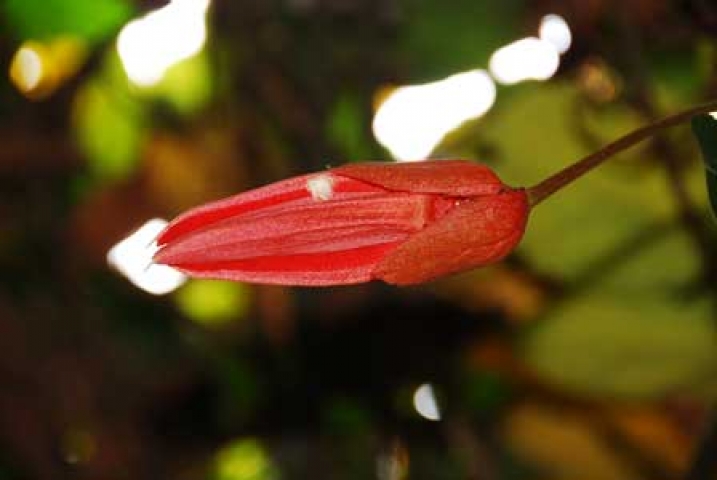Passiflora coccinea 