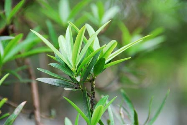 Podocarpus neriifolius 