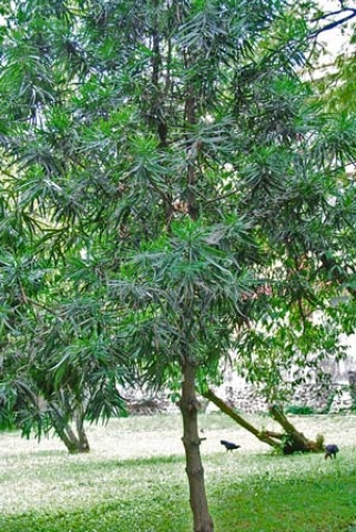 Podocarpus rumphii 
