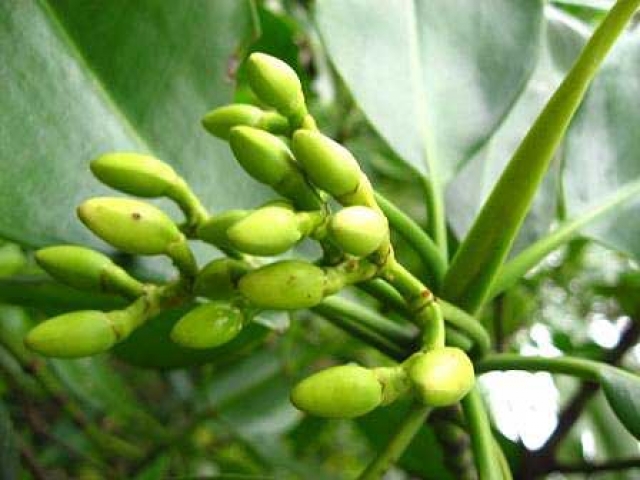 Rhizophora mangle 