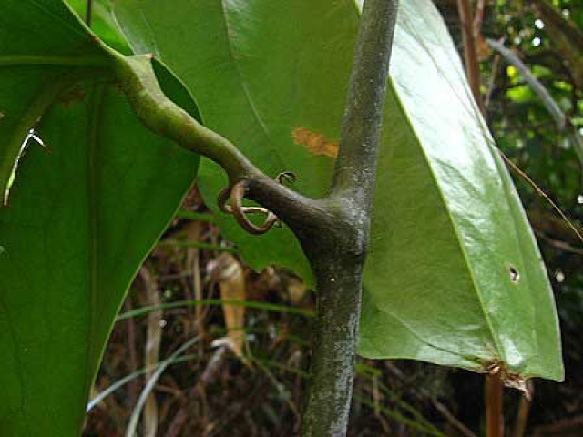 Smilax leucophylla 