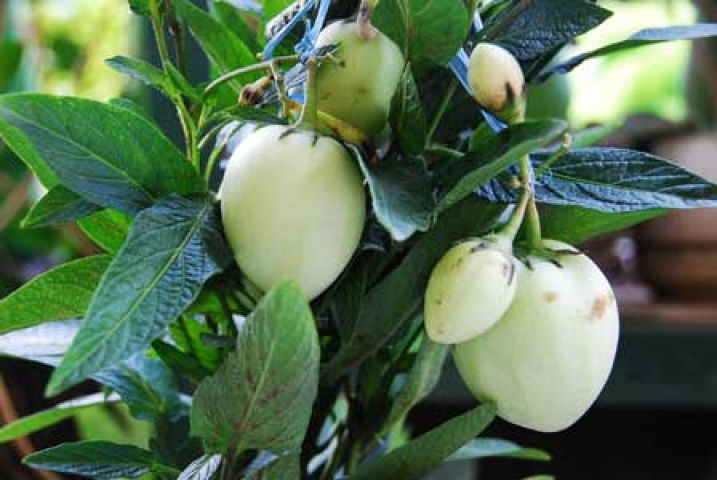 Solanum muricatum 