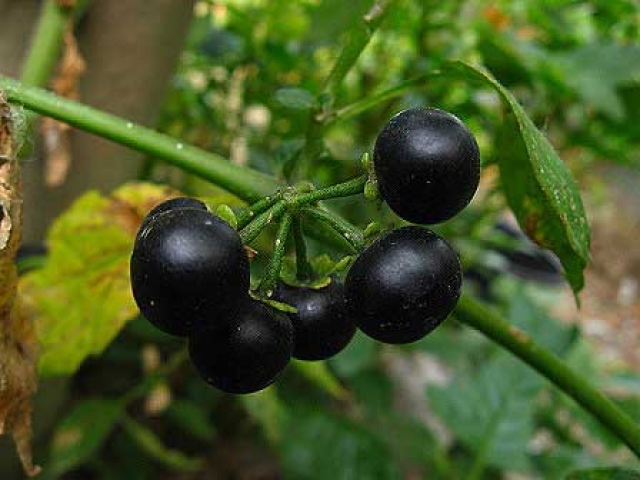 Solanum nigrum 