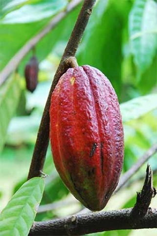 Theobroma cacao 