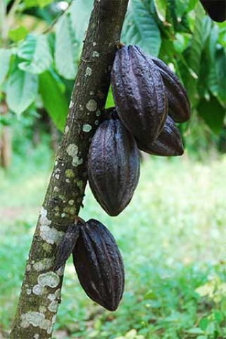 Theobroma cacao 
