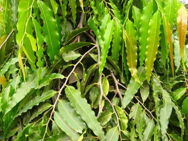 Polyalthia longifolia 