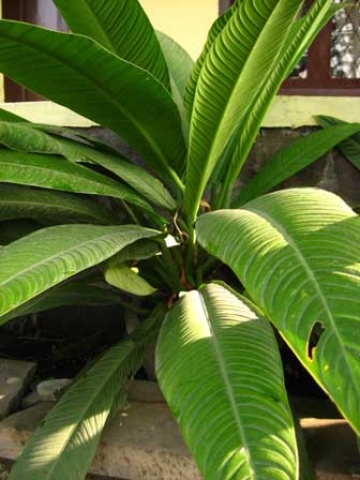 Philodendron campii 