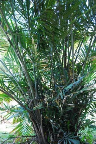 Arenga obtusifolia 