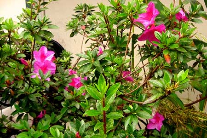 Rhododendron pulchrum 