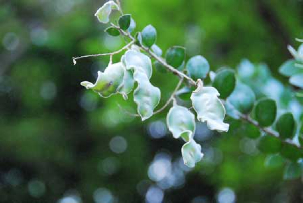 Acacia podalyriifolia 