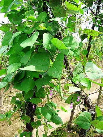 Phaseolus vulgaris 