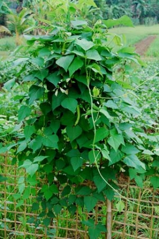 Psophocarpus tetragonolobus 