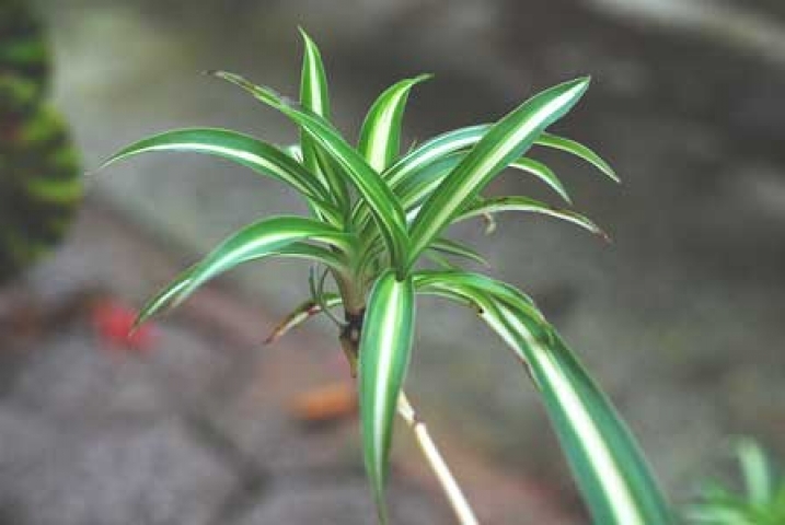 Chlorophytum comosum var. vittatum