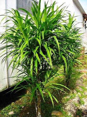 Pleomele angustifolia 