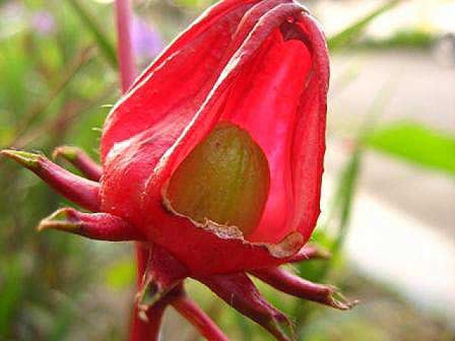 Hibiscus sabdariffa 