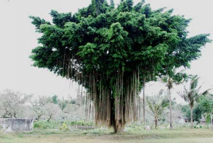 Ficus benjamina 