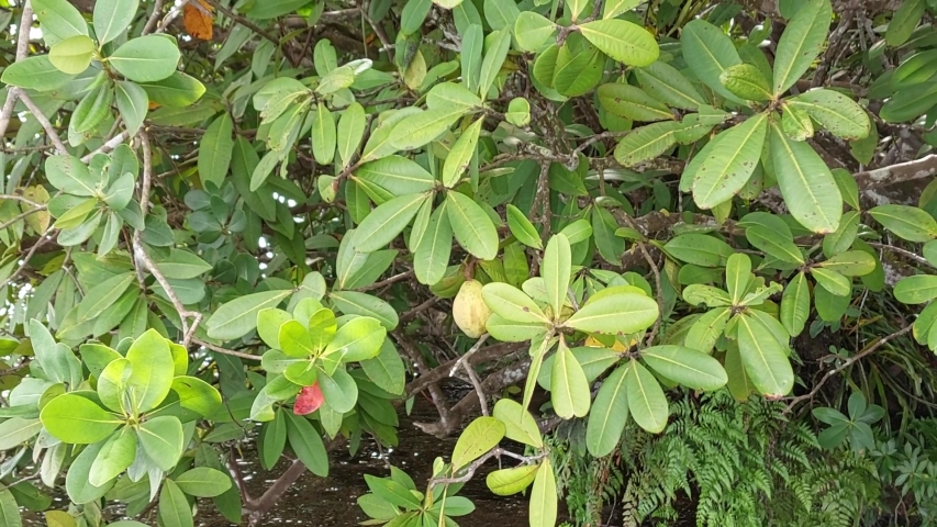 Kjellbergiodendron celebicum 