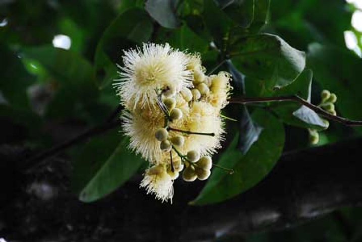 Syzygium aqueum 