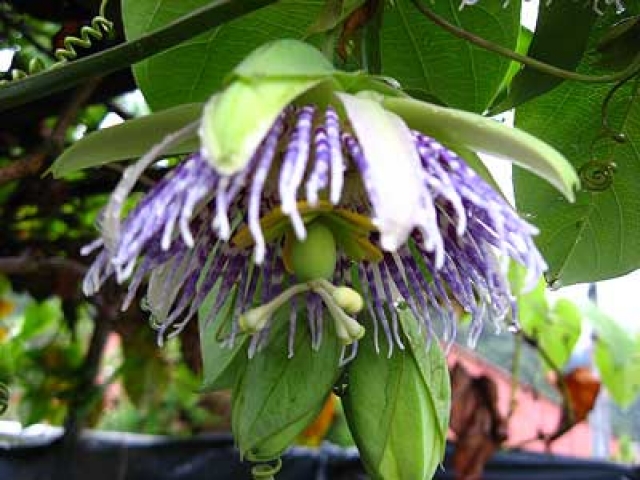 Passiflora edulis 