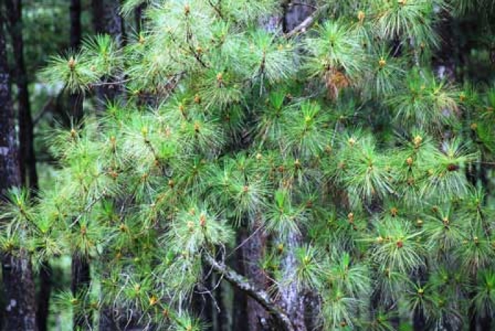 Pinus merkusii 