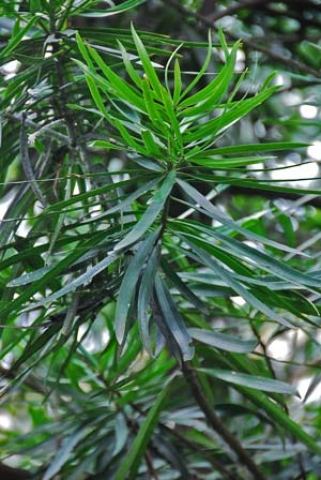 Podocarpus rumphii 