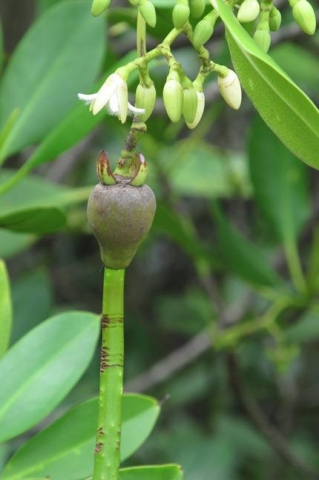 Rhizophora mangle 