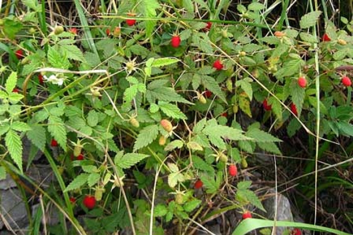 Rubus idaeus 