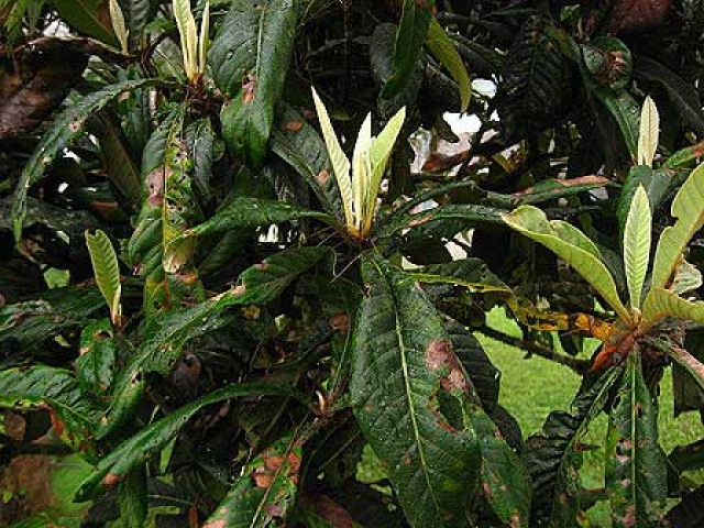 Eriobotrya japonica 