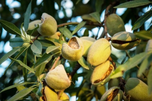 Prunus dulcis 