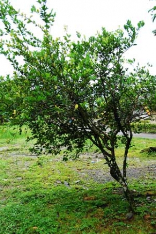 Citrus aurantifolia 