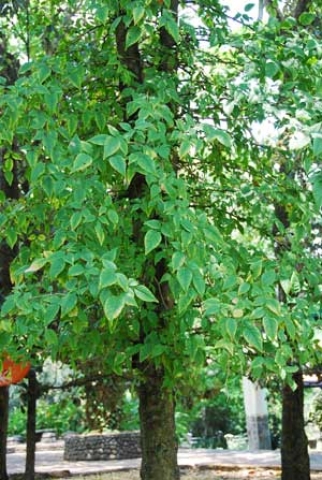 Limonia acidissima 