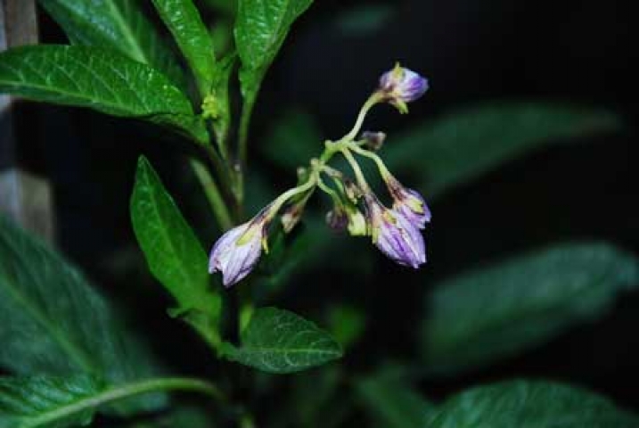 Solanum muricatum 