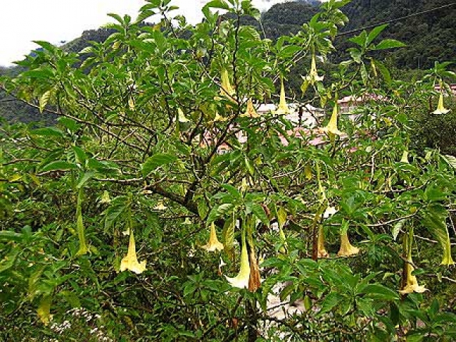 Brugmansia suaveolens 
