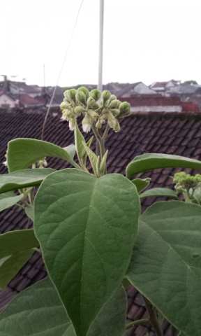 Solanum mauritianum 