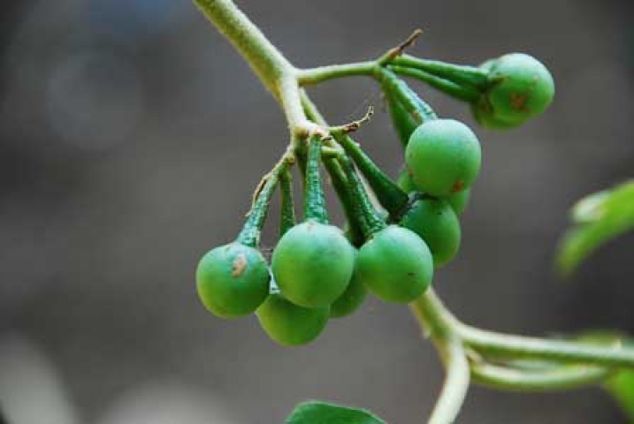Solanum torvum 