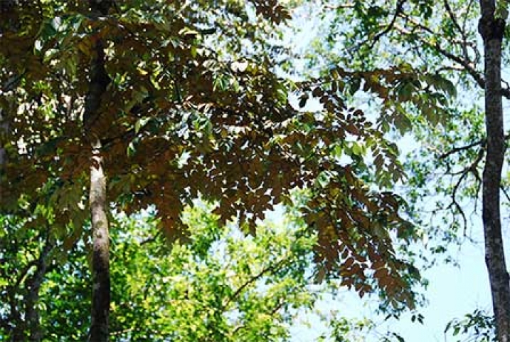 Pterospermum javanicum 