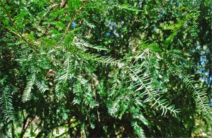 Taxus sumatrana 